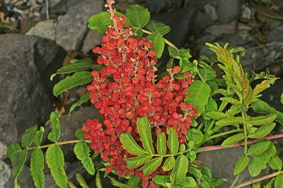 سماق، نیازها: اک معمولی ، با نیاز آبی متوسط ، مکان آفتابی ، آب و هوای معتدل و نسبتاً مرطوب
